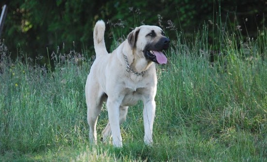 Have You Seen This Dog? Animal Sex Trafficking 3 Have You Seen This Dog? Animal Sex Trafficking - 3