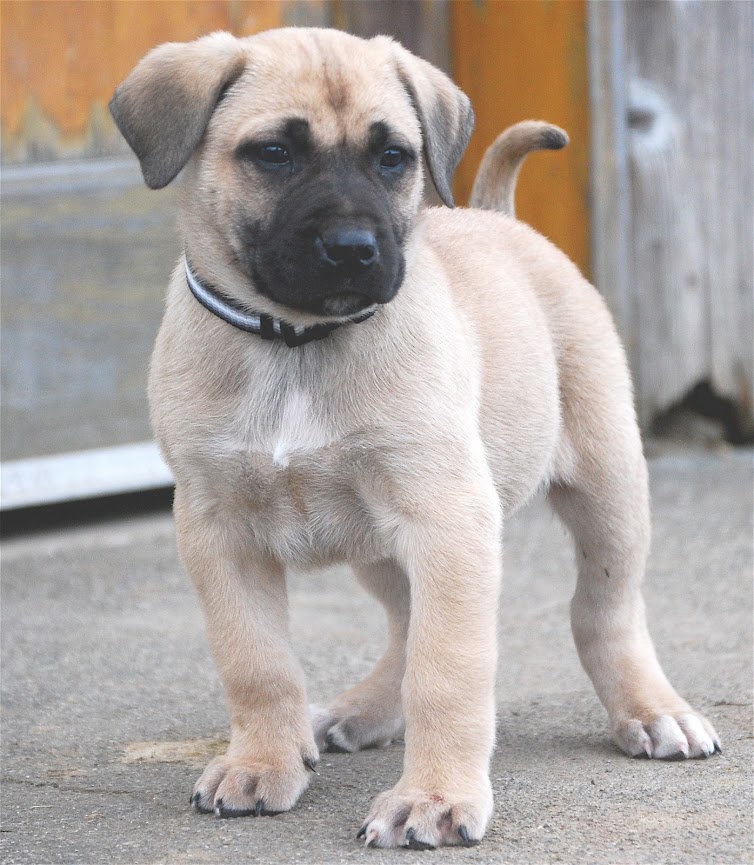 Have You Seen This Dog? Animal Sex Trafficking 4 Have You Seen This Dog? Animal Sex Trafficking - 4