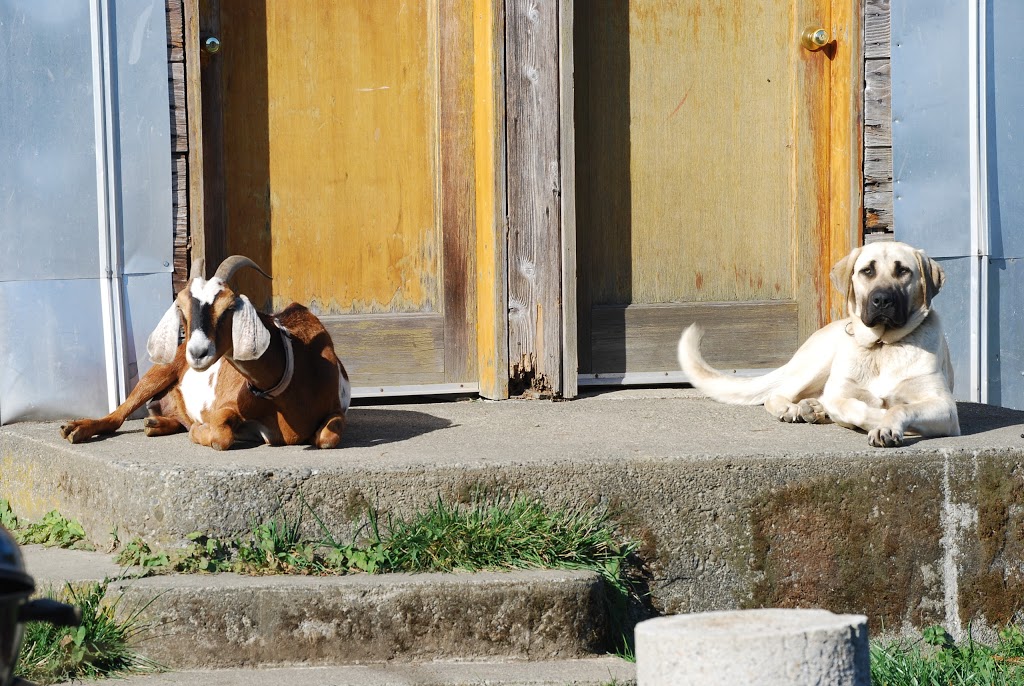 Have You Seen This Dog? Animal Sex Trafficking 2 Have You Seen This Dog? Animal Sex Trafficking - 2