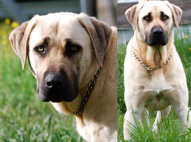 Have You Seen This Dog? Animal Sex Trafficking 1 Have You Seen This Dog? Animal Sex Trafficking - 1