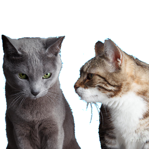 Kate Gosselin Haters Chablis4u and EmeraldCityJazz Dec 17th, 2011 - 1