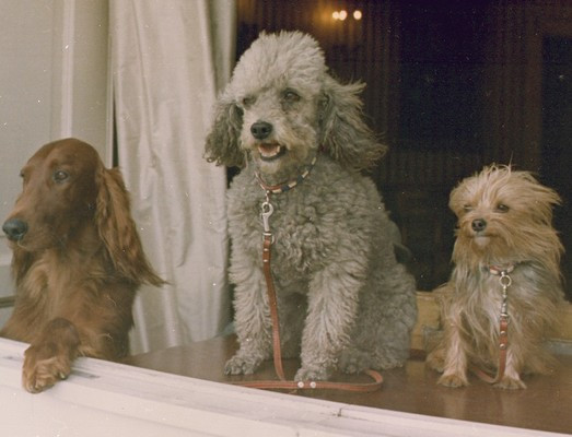 Pet Free White House For First Time In 150 Years - 9